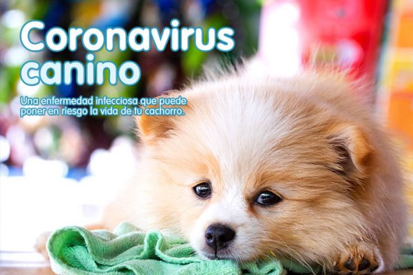 Coronavirus canino