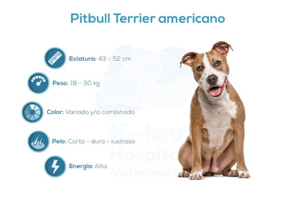 Pitbull Terrier americano