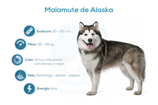 Malamute de Alaska