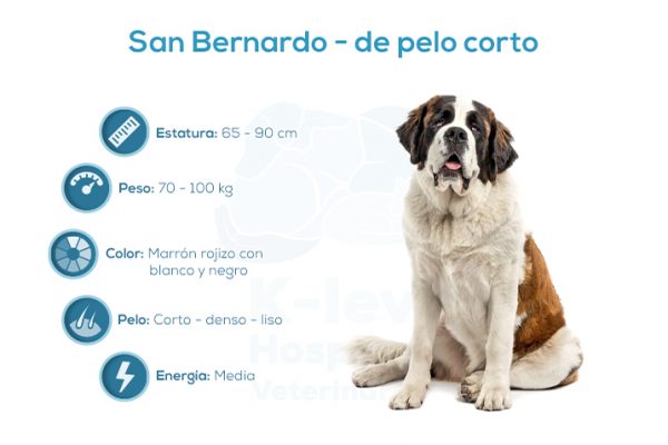 San Bernardo &ndash; de pelo corto