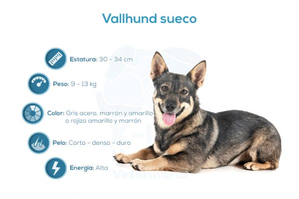 Vallhund sueco