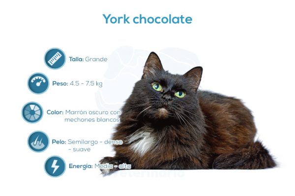 York chocolate