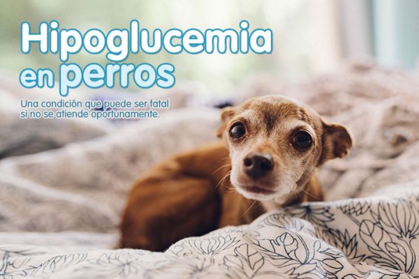 Hipoglucemia en perros