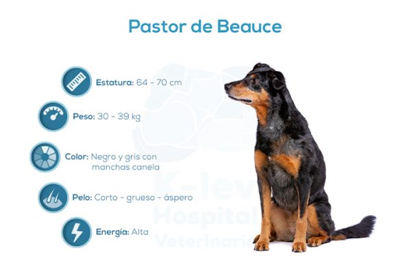 Pastor de Beauce