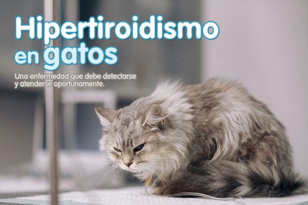 Hipertiroidismo en gatos