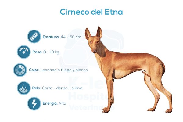 Cirneco del Etna