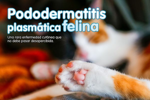 Pododermatitis plasmática felina