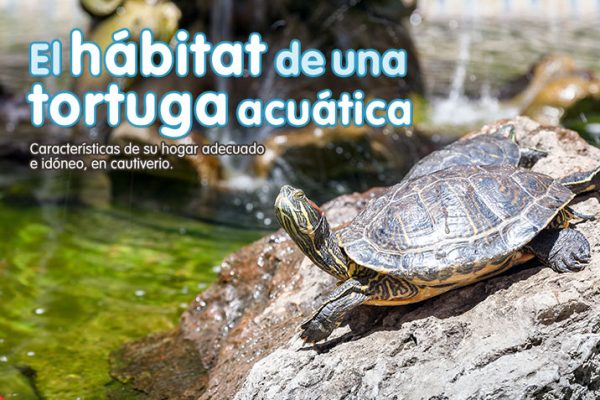 El hábitat de una tortuga acuática