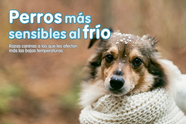 Perros más sensibles al frío