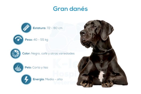 Gran dan&eacute;s