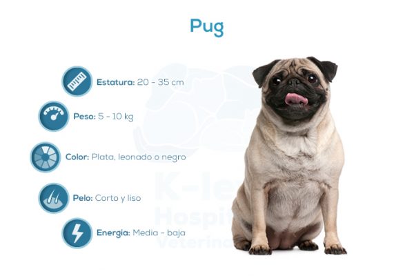 Pug