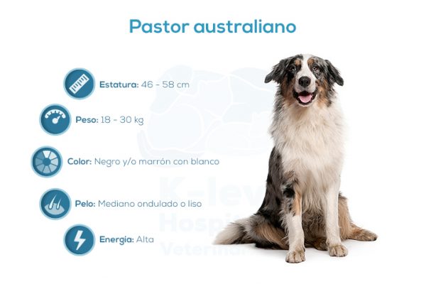 Pastor australiano