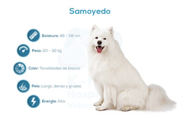 Samoyedo