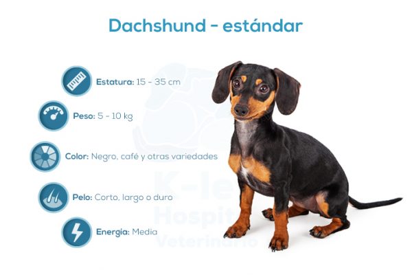 Dachshund &ndash; est&aacute;ndar