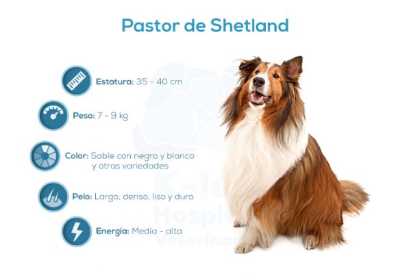 Pastor de Shetland