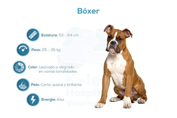 B&oacute;xer