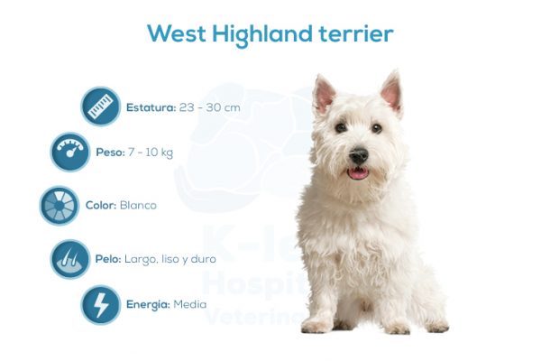 West Highland terrier &ndash; blanco