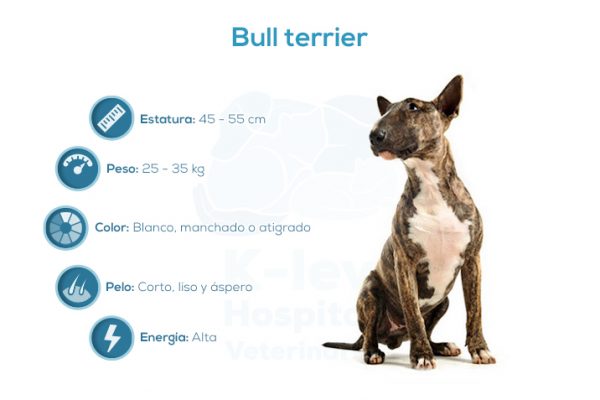 Bull terrier