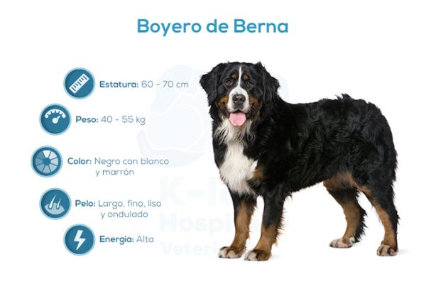 Boyero de Berna