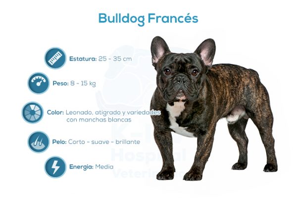 Bulldog Franc&eacute;s