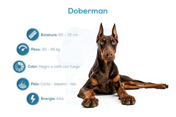 Doberman