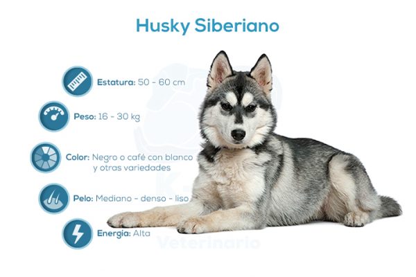 Husky Siberiano