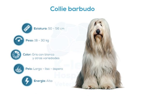 Collie barbudo