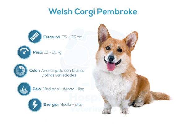Welsh Corgi Pembroke