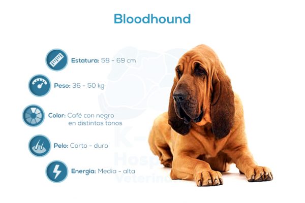 Bloodhound