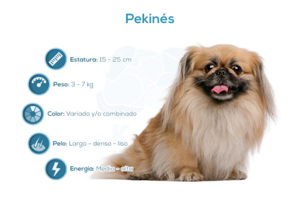 Pekinés