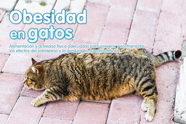 Obesidad en gatos
