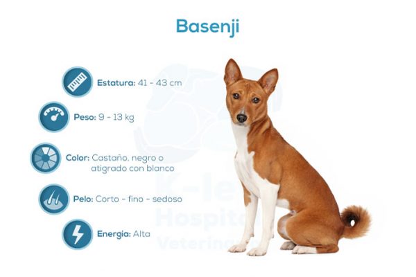 Basenji