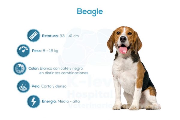 Beagle