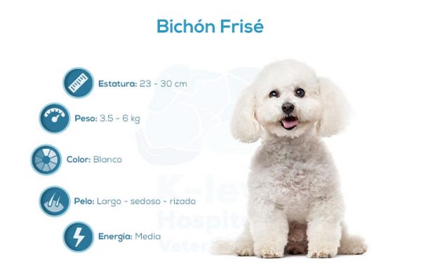 Bich&oacute;n Fris&eacute;
