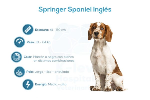 Springer Spaniel Inglés