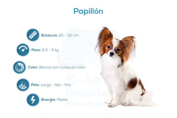 Papillón