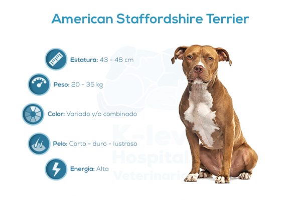 American Staffordshire Terrier