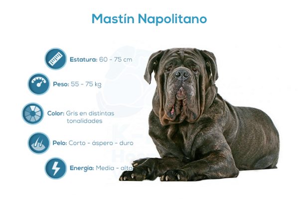 Mast&iacute;n Napolitano
