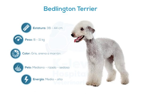 Bedlington Terrier