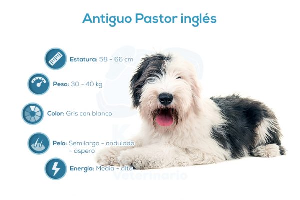 Antiguo Pastor ingl&eacute;s