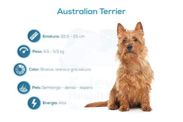 Australian Terrier