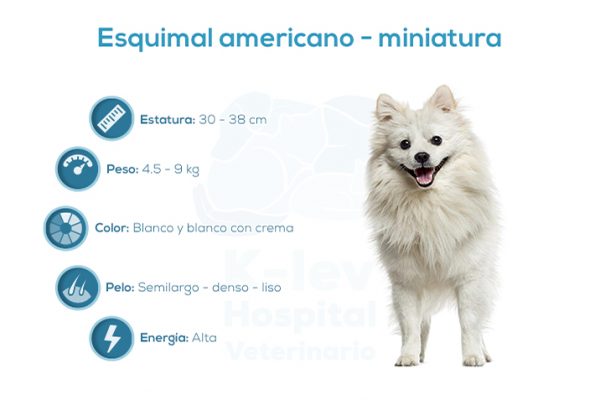 Esquimal americano &ndash; miniatura