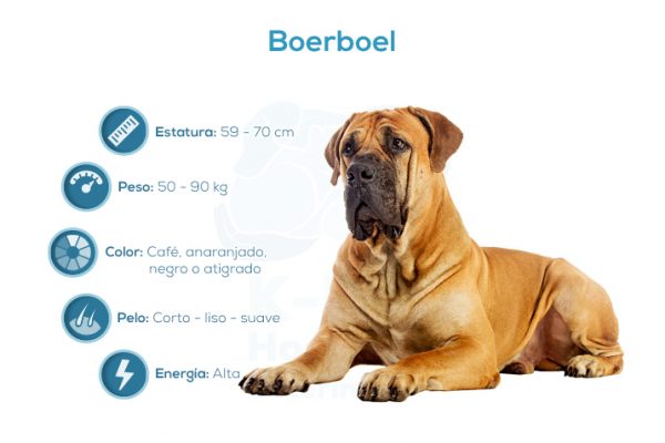 Boerboel