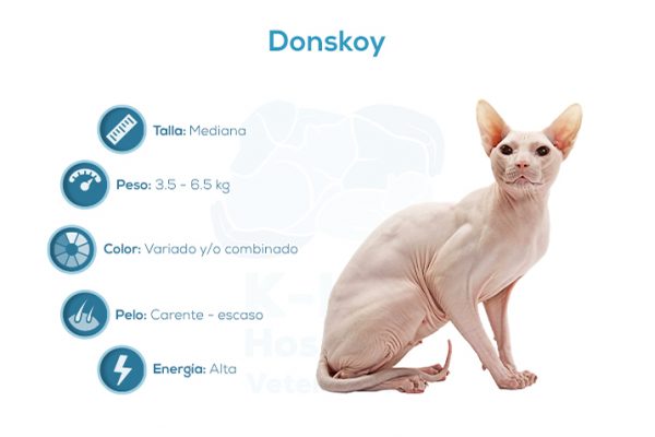 Donskoy