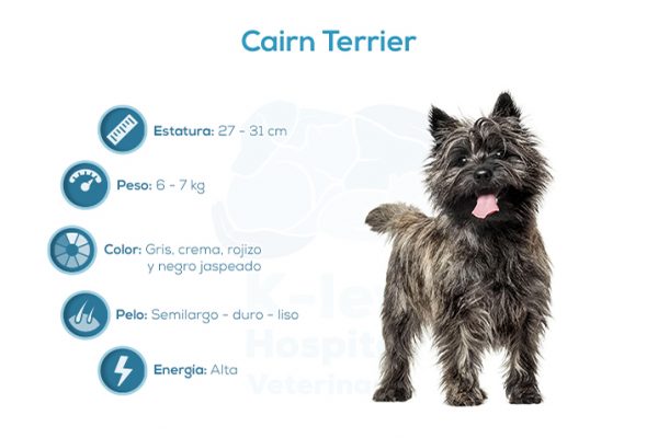 Cairn Terrier