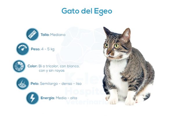Gato del Egeo