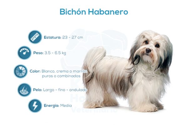 Bich&oacute;n Habanero