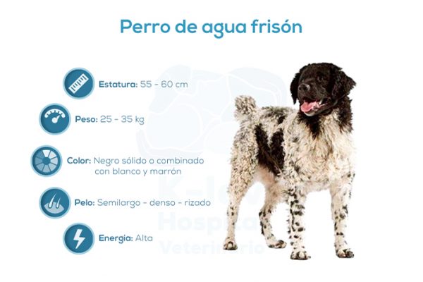 Perro de agua fris&oacute;n
