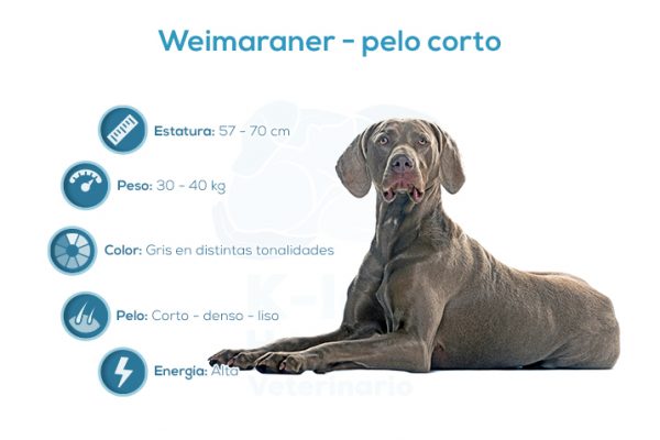 Weimaraner &ndash; pelo corto