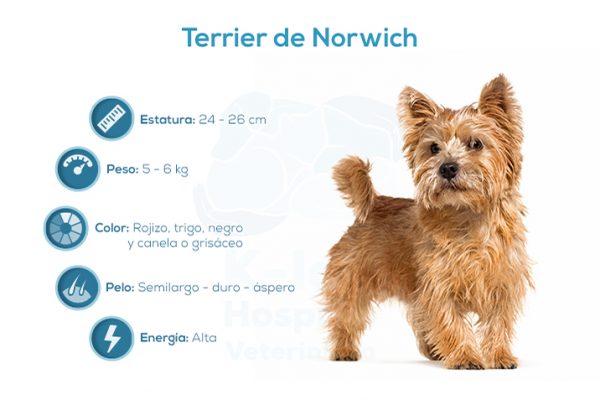 Terrier de Norwich